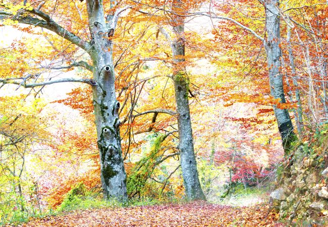 Blurred trees in green forest