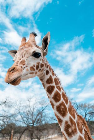 Giraffe under blue sky