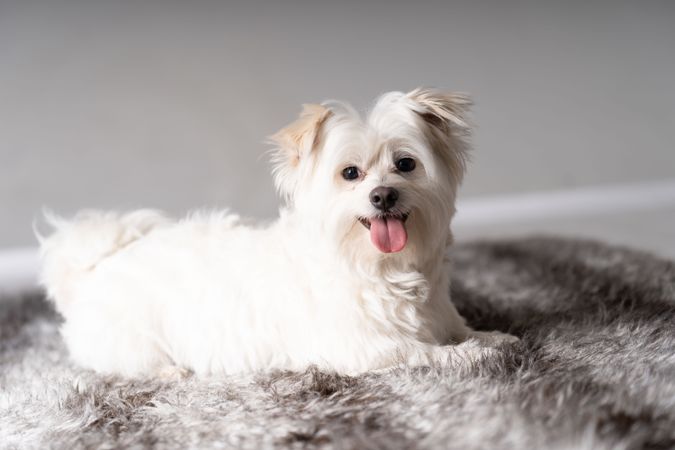 Adorable maltese dog on grey rug 