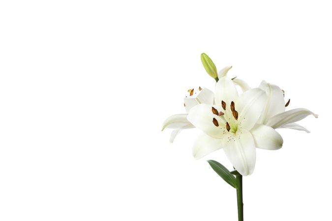 lily flower isolated on light background.