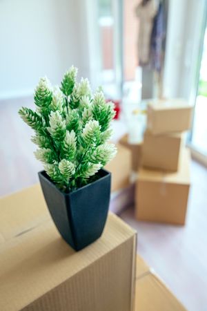 Plant and stacked boxes at new home