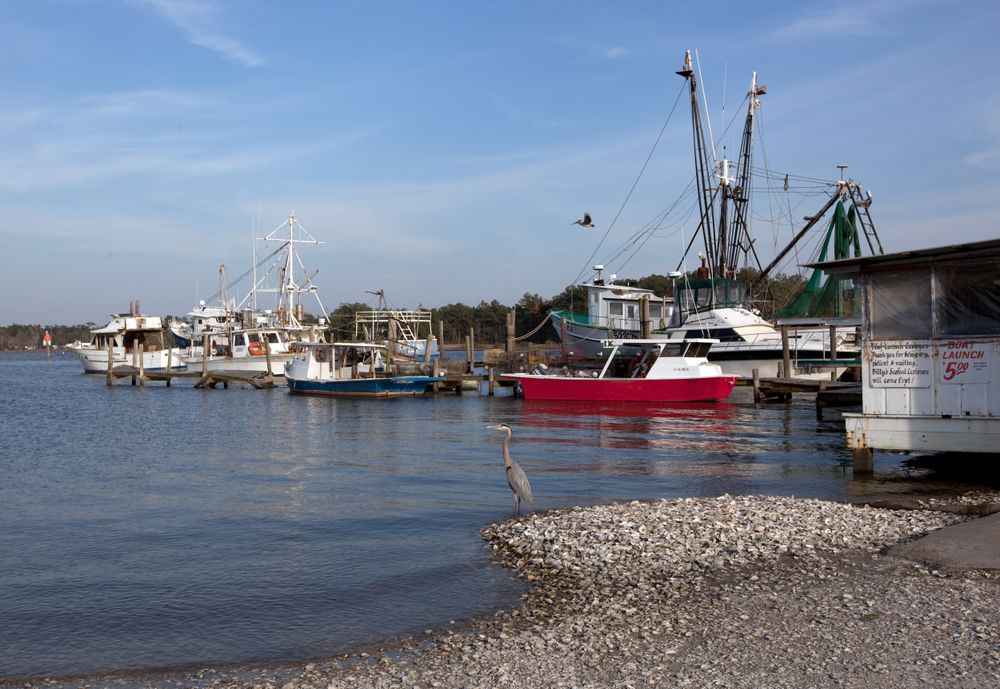 Blue Heron standing at water’s edge near boats in fishing village Bayou La Batre