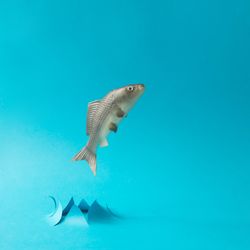 Fish jumping out of water