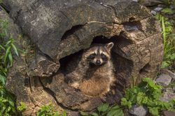 Raccoon hiding in a hollow stump
