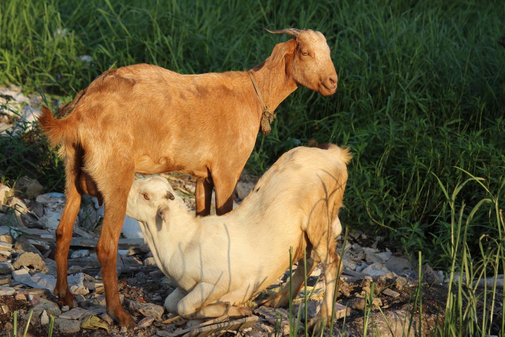 Goat breastfeeding on another goat