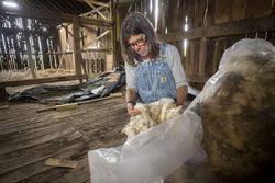 Farmer Dominique Herman preparing wool from her sheep bGZLA4