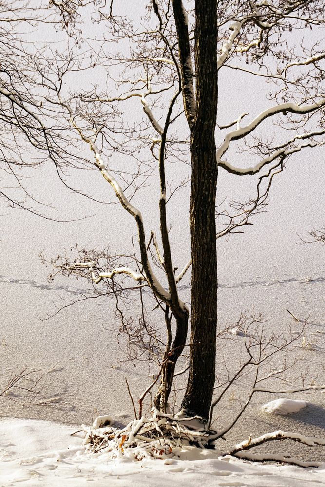 Leafless trees in winter countryside