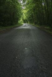 Empty road in dense green forest
