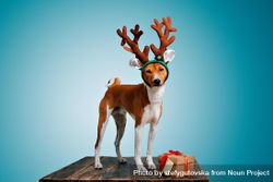 Calm dog wearing festive antlers standing on wooden table with present 5Q1wX5