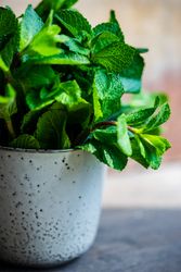 Fresh mint in pot