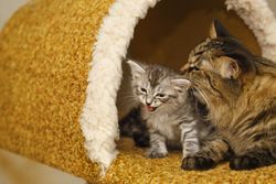 Mother grooming angry cat
