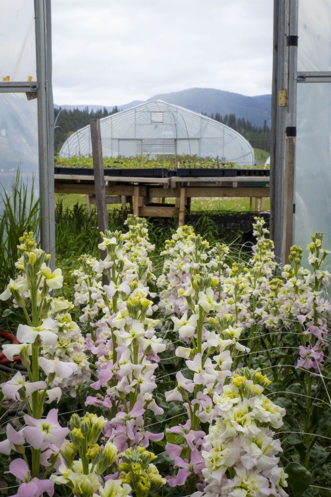 Fresh flowers growing in front of greenhouse, vertical