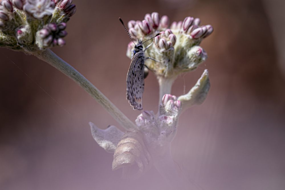 Butterfly with wings closed on green and pink plant with selective focus