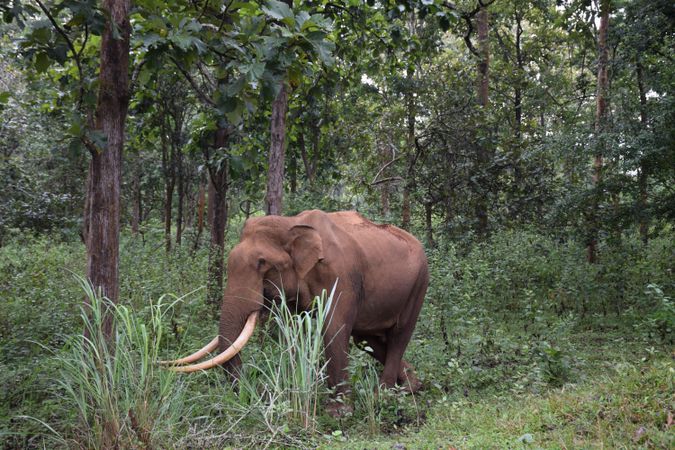 Brown elephant on green grass field  near trees