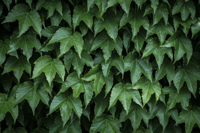 Ivy leaves of climbing plant. Lush green background of nature.
