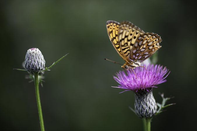 Fritillary at Fringed Gentian in Meadowlands, Minnesota