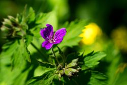 Close-up of purple wildflower in green field.