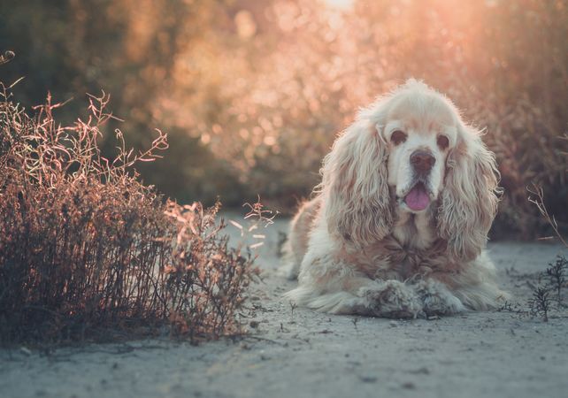 Funny dog lying on ground between plants