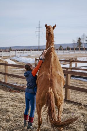 Worker caring for brown horse in open yard