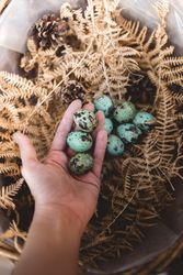 Hand holding quail Easter eggs near plants in hamper