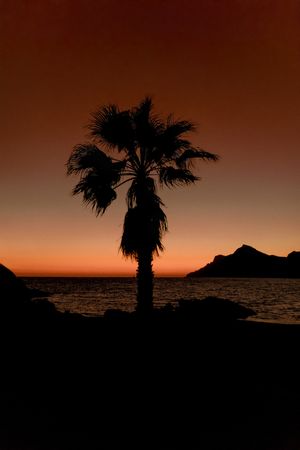 Silhouette of palm at ocean