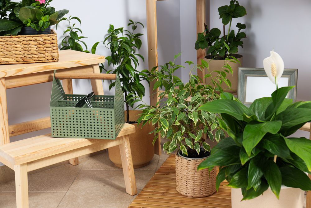 Cozy hobby - growing indoor plants at home