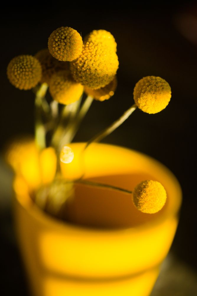 Craspedia flower in vase