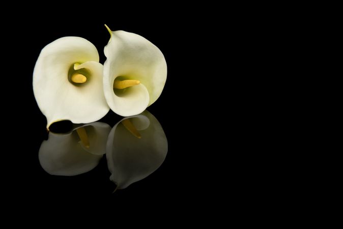 Two blooming calla lilly flowers lying  on a dark background with reflection and space for copy
