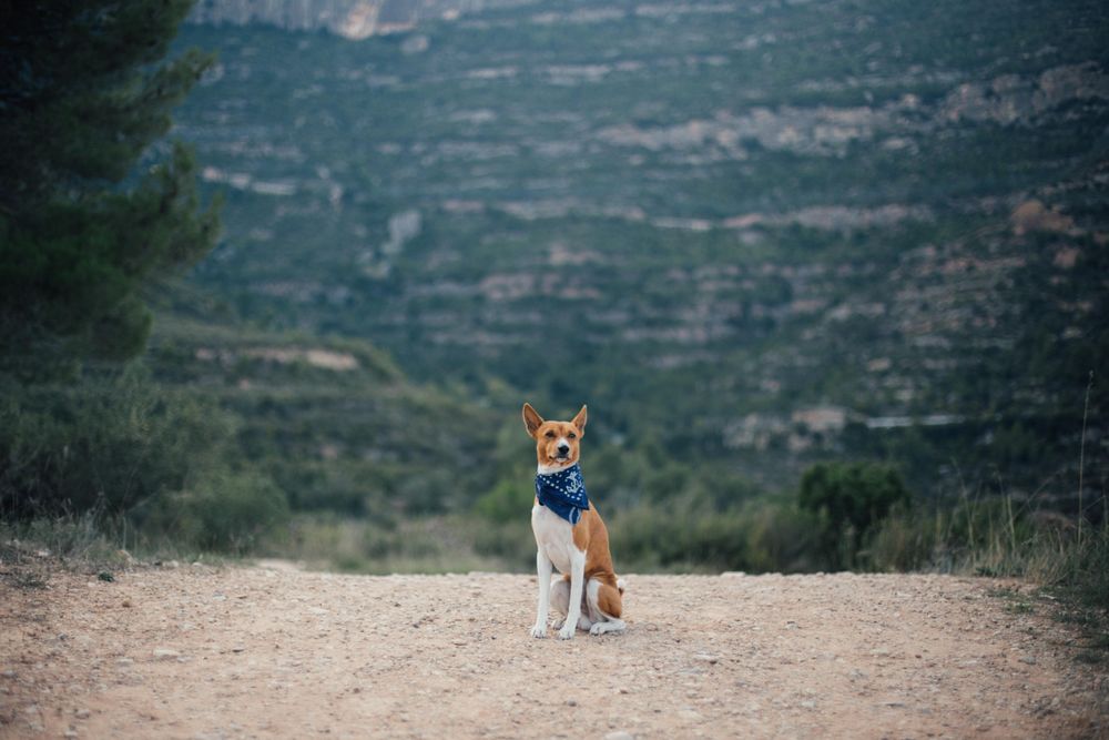 Cute dog posing in bandana