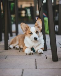 Pembroke Welsh corgi lying on sidewalk during daytime