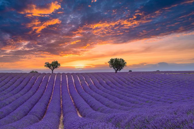 Lavender field with two trees and colorful sunset at farm