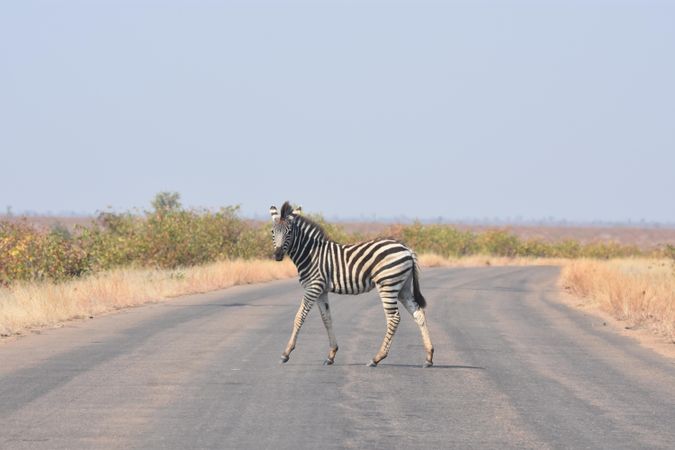 Zebra walking on gray asphalt road
