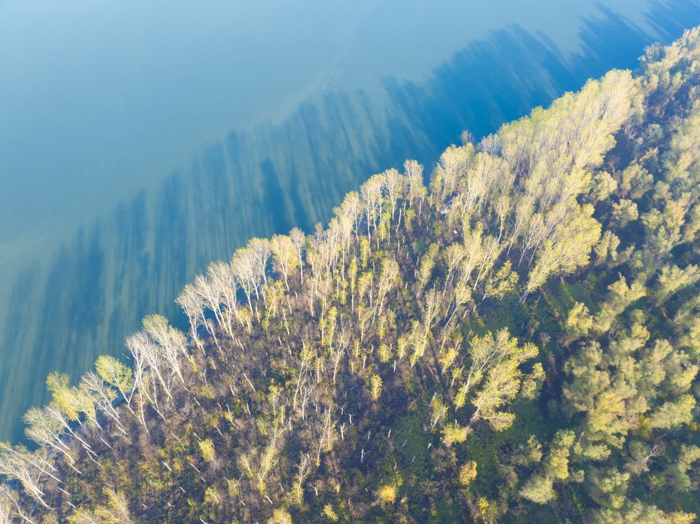 Seasonal Forest Reflections on Calm Water Surface.