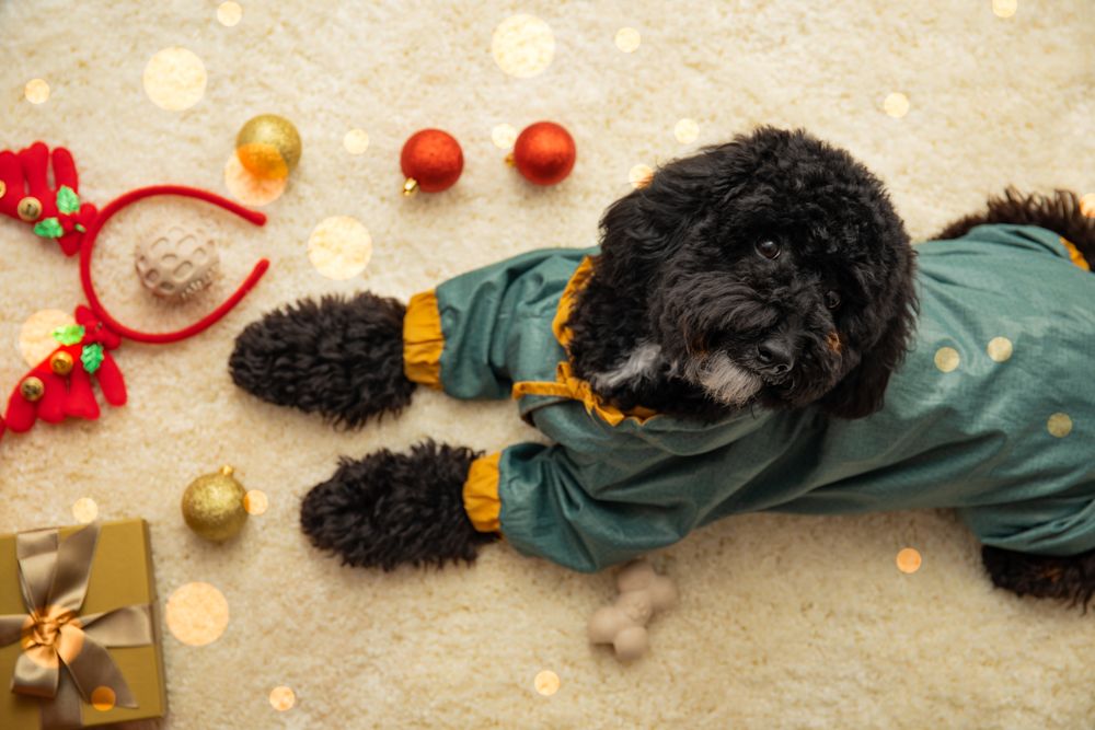 Concept of Merry Christmas, funny Christmas dog