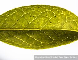 Close up of green leaf on plain background 4786Ab
