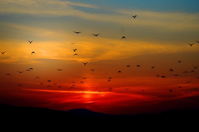 Silhouette of birds flying in sunset orange sky