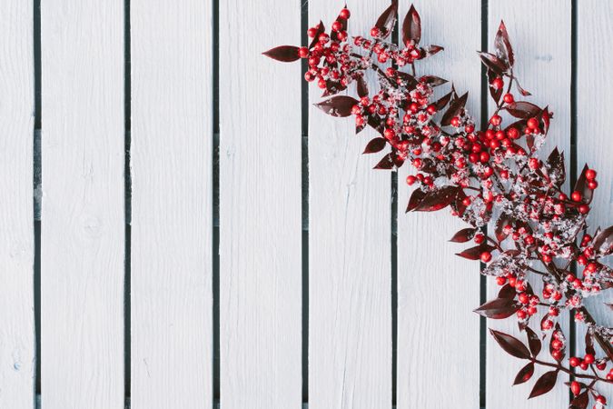 Branch of red holly berries on snowy wooden background