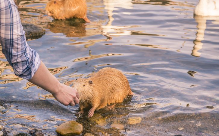 Friendly coypu eating from woman hand