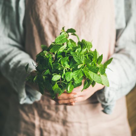 Close up of woman holding garden herbs