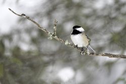 A chickadee perching on a branch
