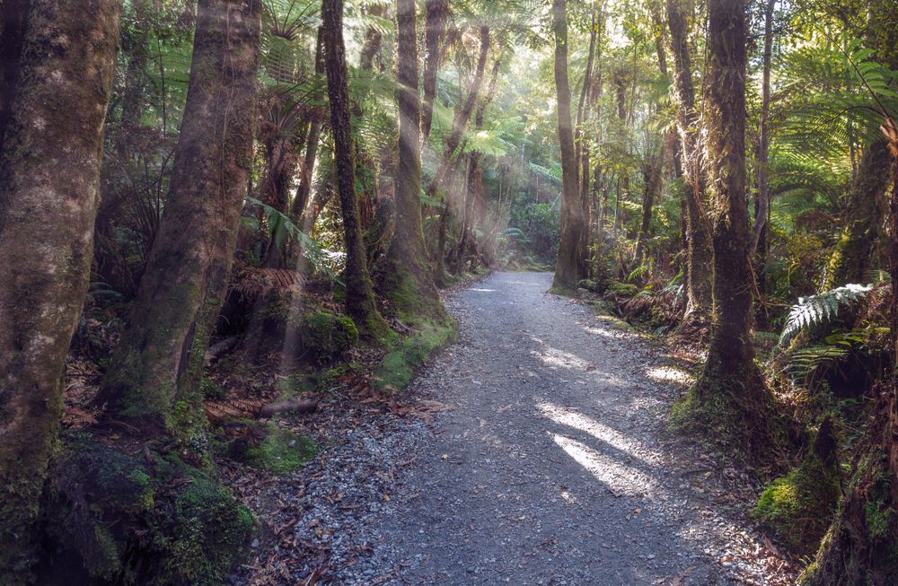 Sun shining over path in forest