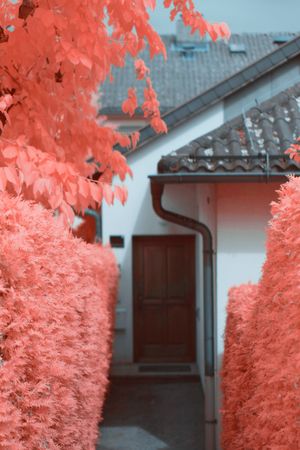 Infrared trees near suburban houses