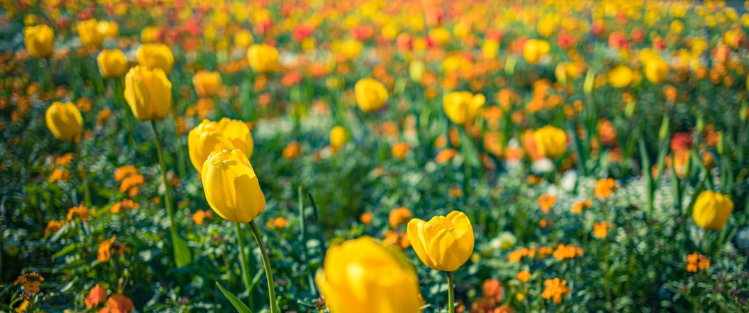 Banner of yellow and orange tulips growing in a field