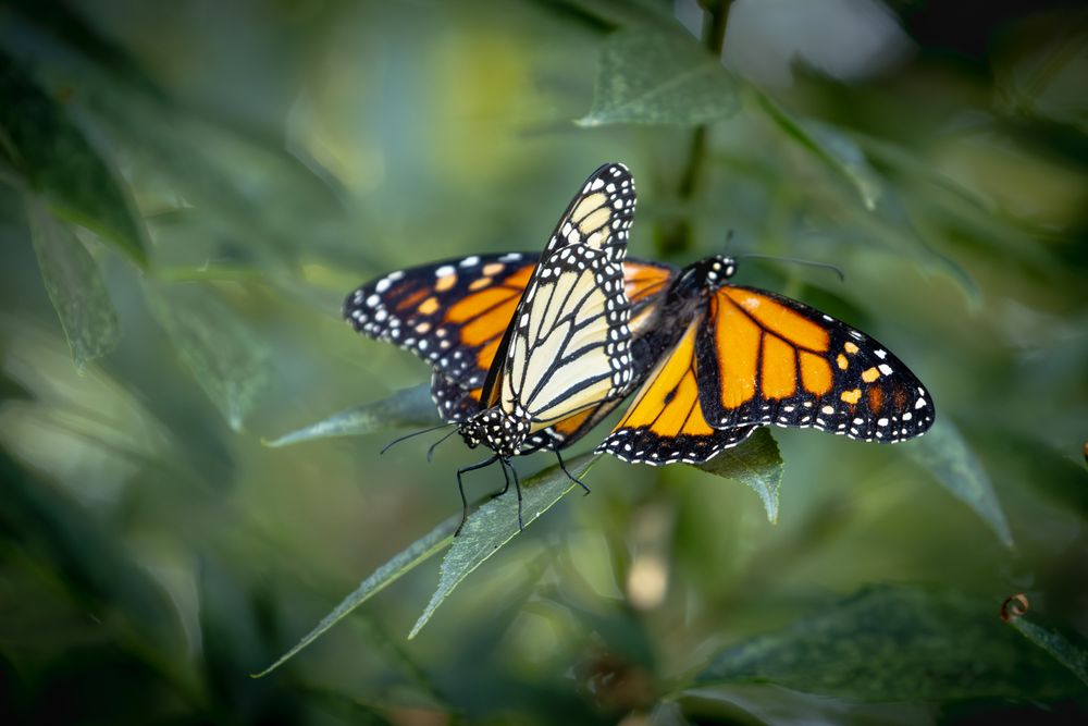 Mating Behavior of Endangered Monarch Butterflies on Green Foliage.