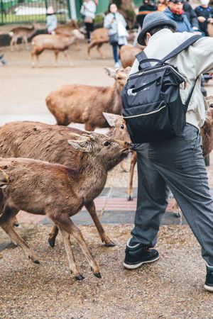 Man with backpack feeding deer at the Nara park in Osaka, Japan