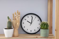 Cozy hobby - growing indoor plants at home