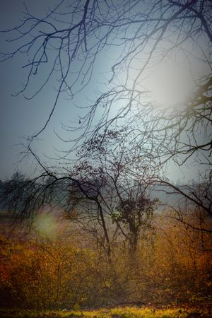 Trees with thin branches in a field, vertical