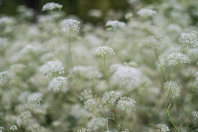 Flowering Gypsophila paniculata or panicled baby's-breath flowers