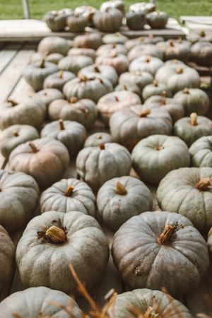 Albino pumpkins on table