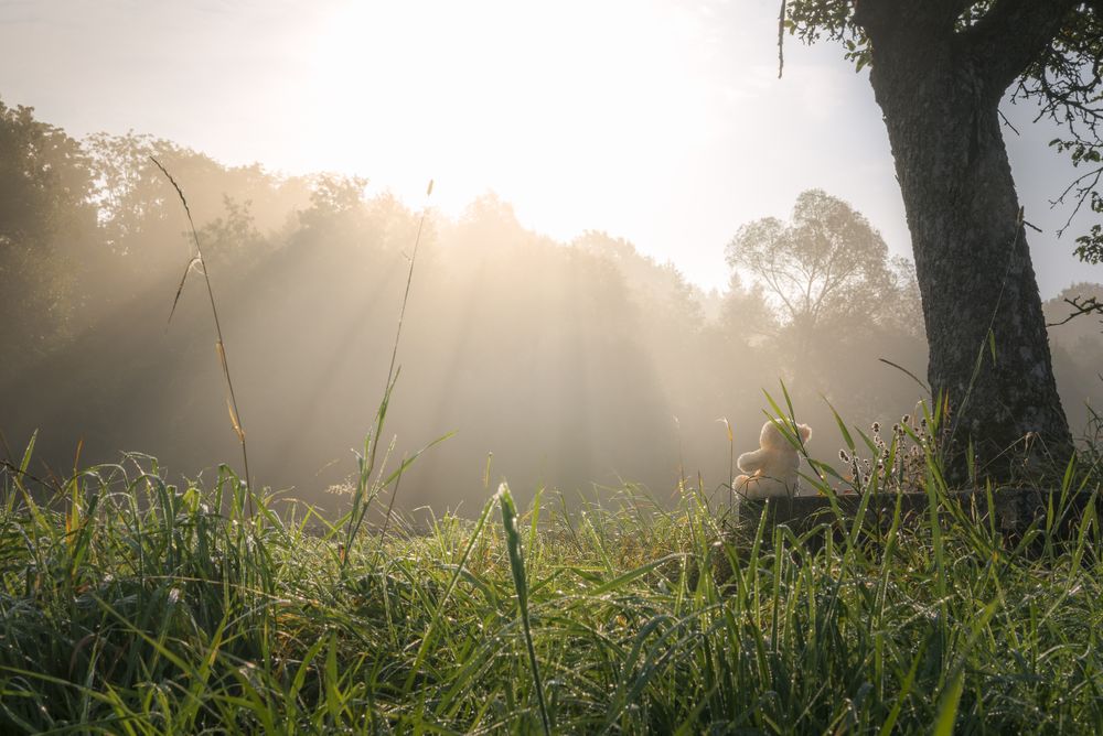Morning sun rays and teddy bear
